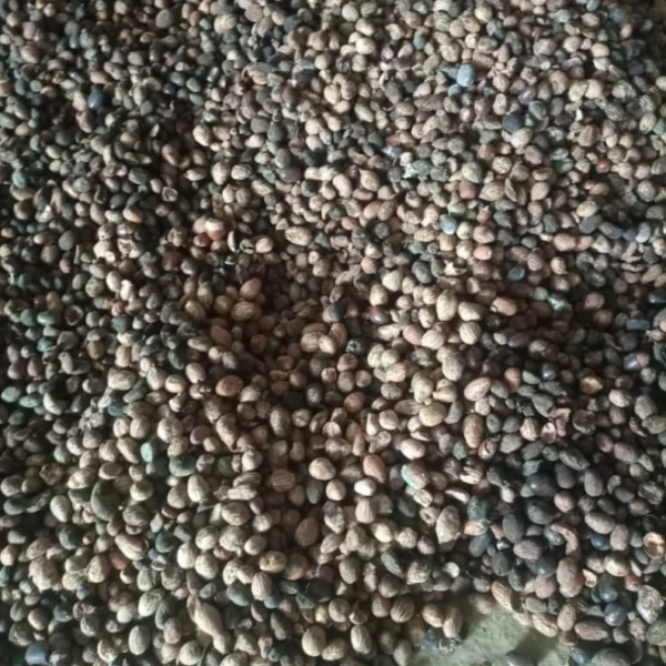 Raw Cashew Nuts (RCN) — 1 Metric Ton (Nigeria FOB Reference) (Copy)