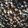 Raw Cashew Nuts (RCN) — 1 Metric Ton (Nigeria FOB Reference) (Copy)