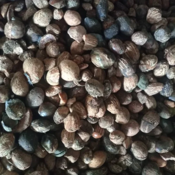 Raw Cashew Nuts (RCN) — 1 Metric Ton (Nigeria FOB Reference) (Copy)