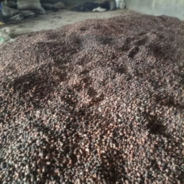 Raw Cashew Nuts (RCN) — 1 Metric Ton (Nigeria FOB Reference) (Copy)